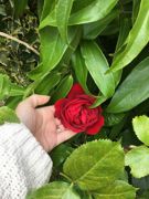 Hidden red rose