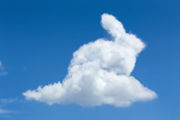 Bunny cloud
