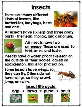 Bug facts 1