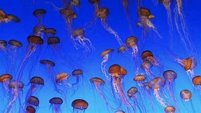 Many jelly fish